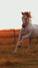 PARKA SUEDE